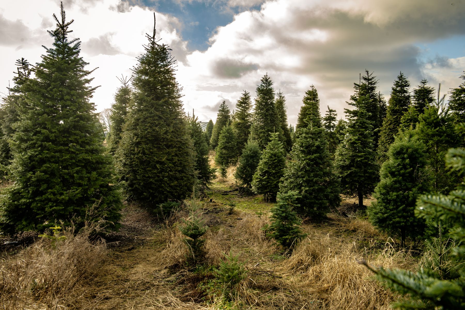 Oh Christmas Tree Farm, Langley BC